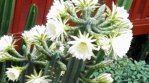 Kuychipunku Hostal image 10